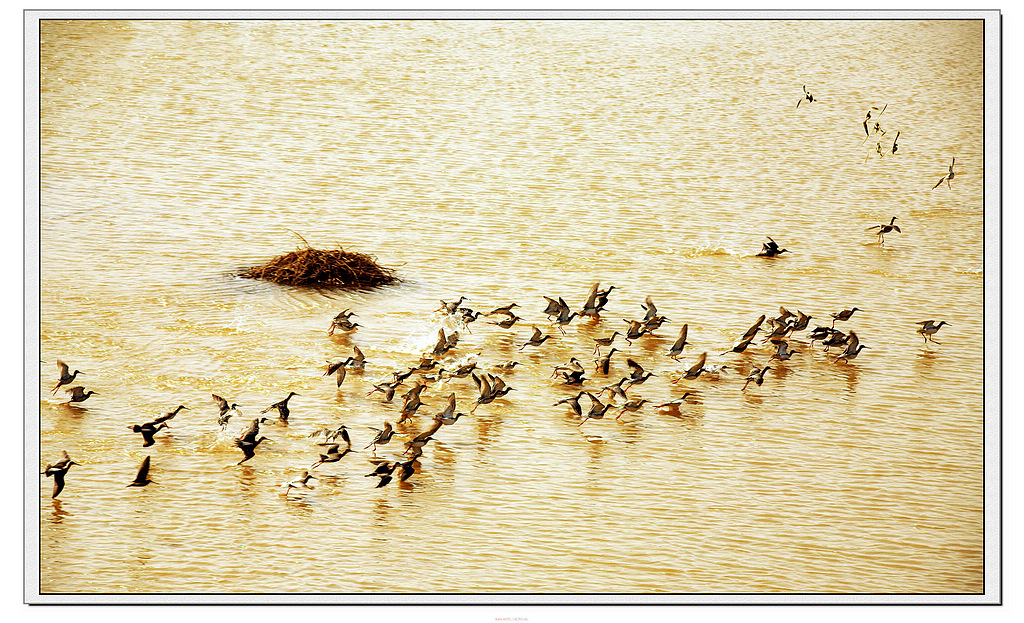 �Ա�Ԫ----��  (11)